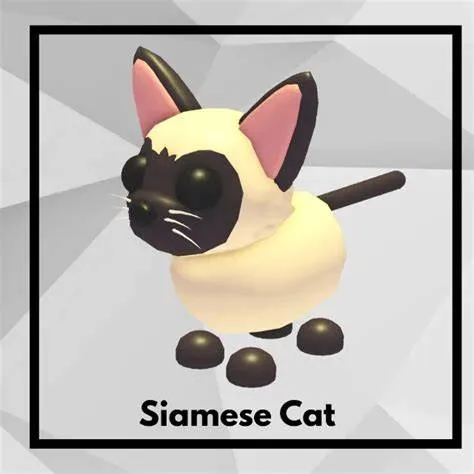 Siamese cat R