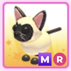Siamese cat MR